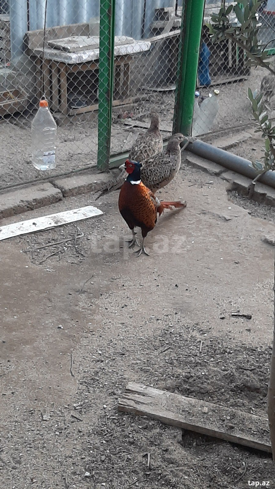 Qafqaz qırqovulu (2)