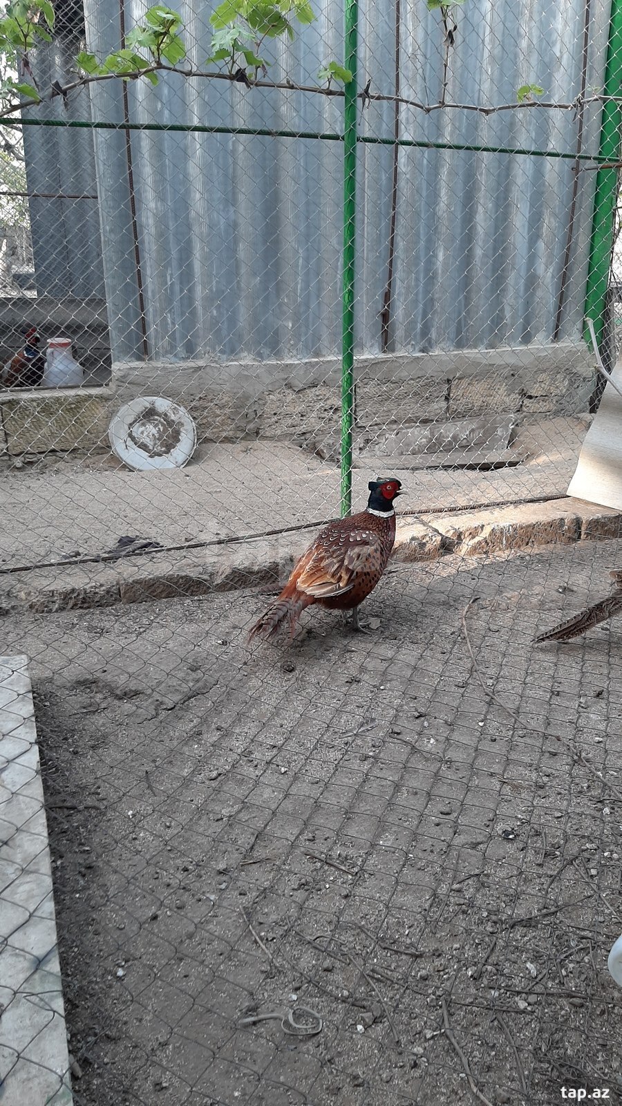Qafqaz qırqovulu