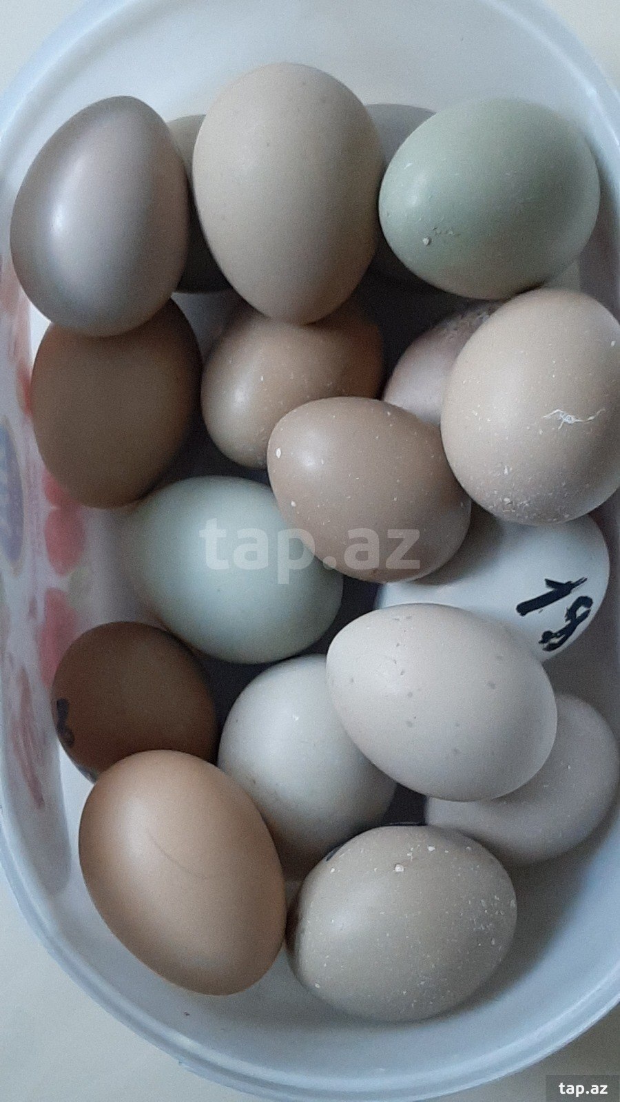 Qafqaz qırqovulu (3)