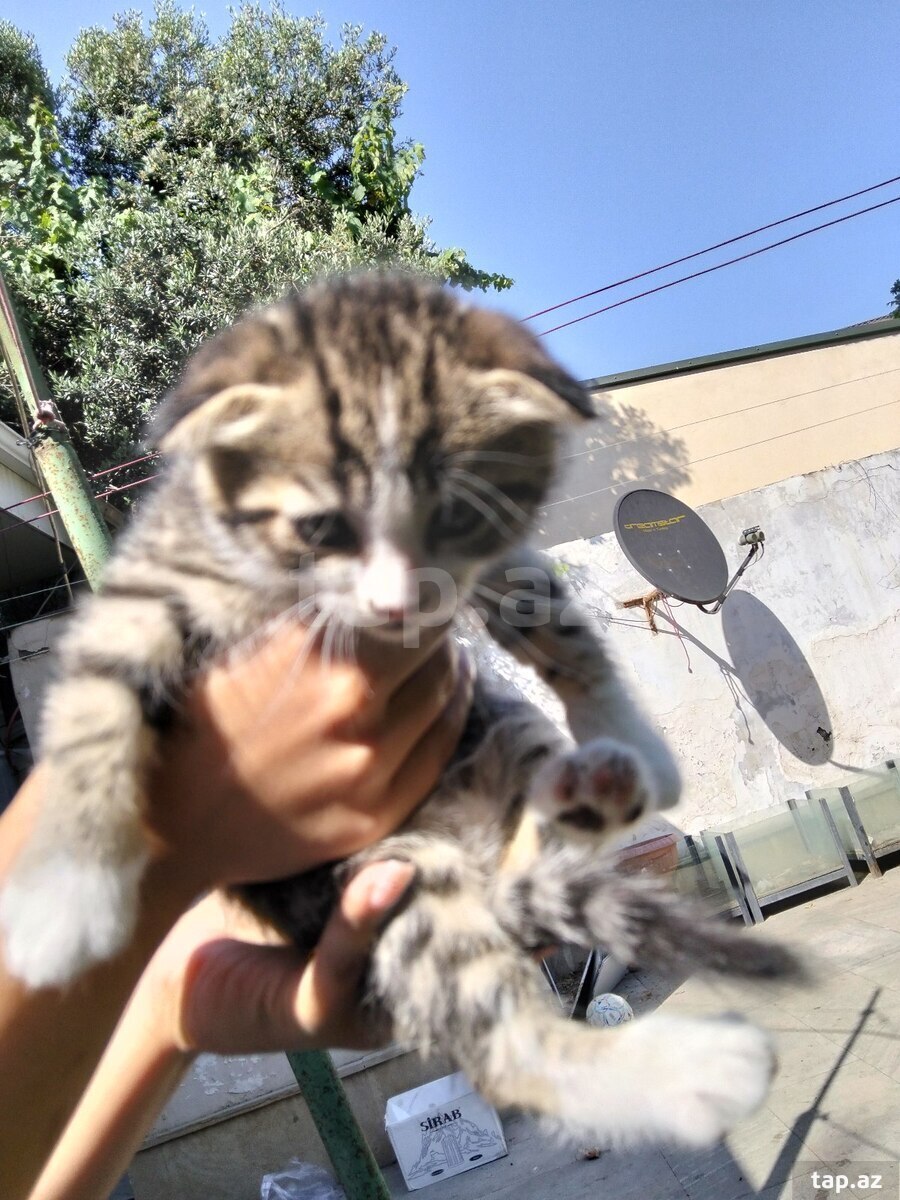 Pişik balası etibarlı əllərə verilir (3)