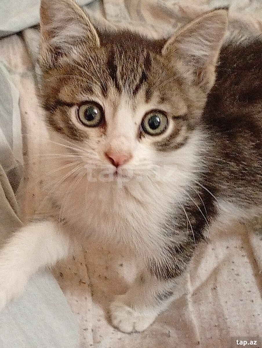 Pişik (etibarlı əllərə verilir)