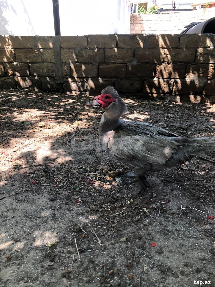 Lal ördəklər