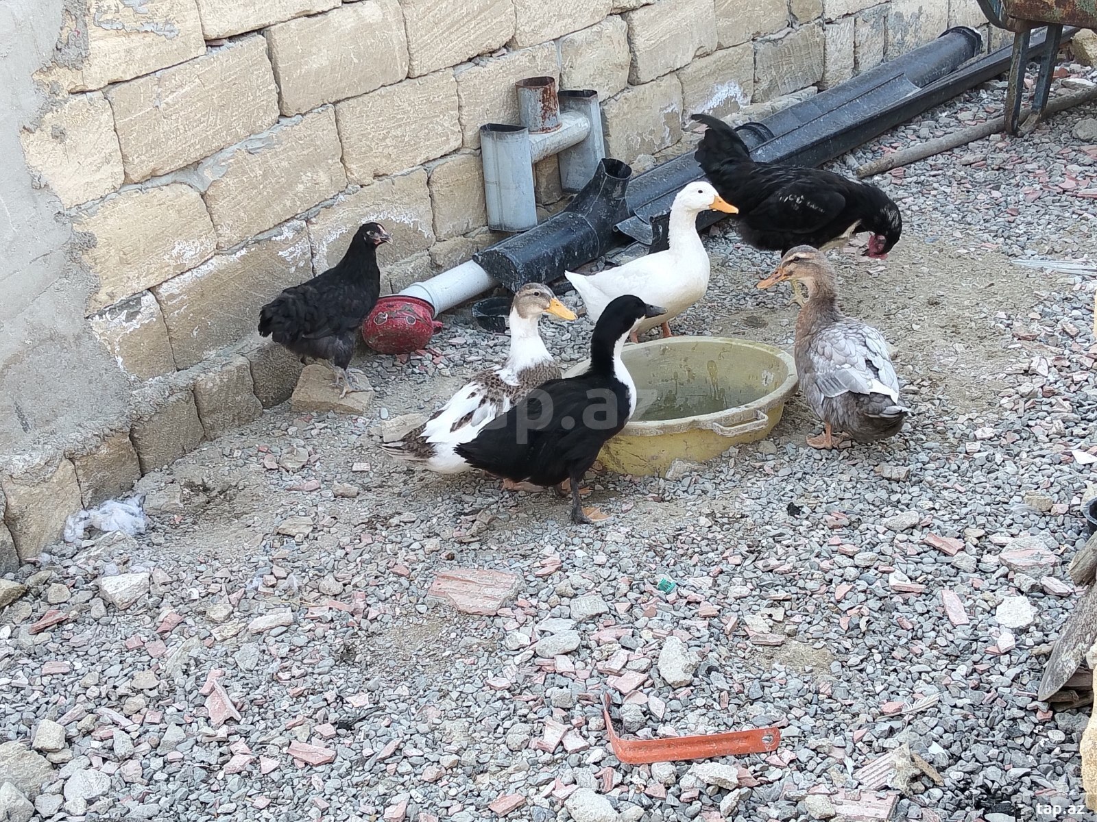 Ördəklər (2)