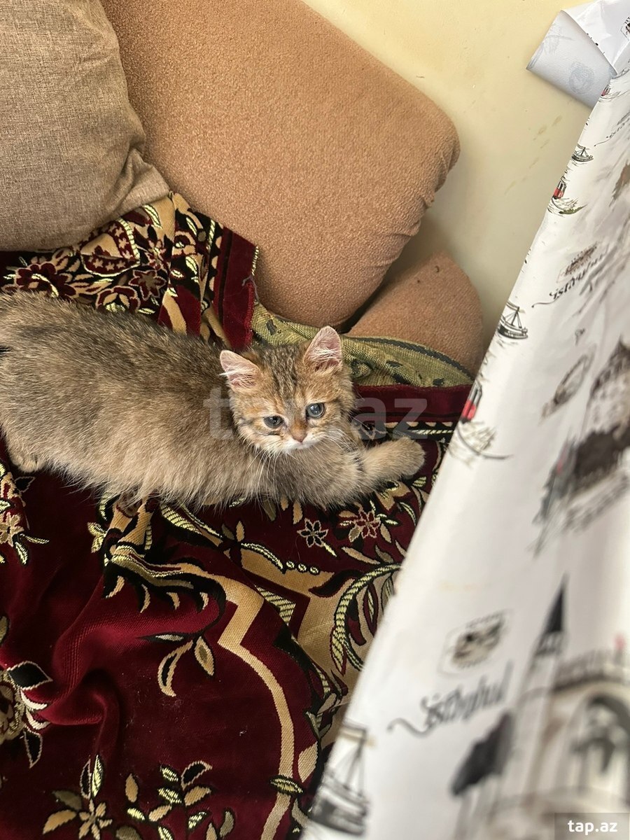 Şinşilla pişik balası