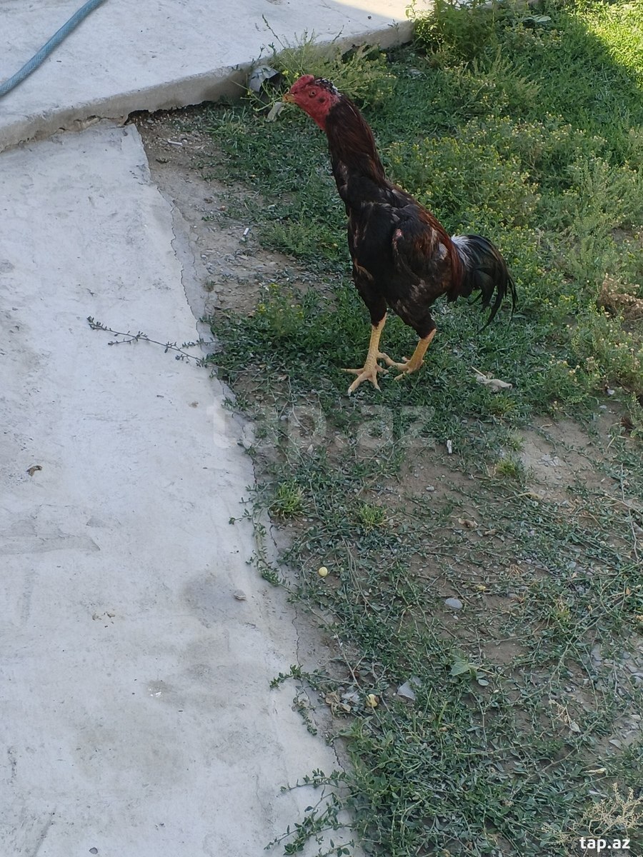Heyratı xoruzu