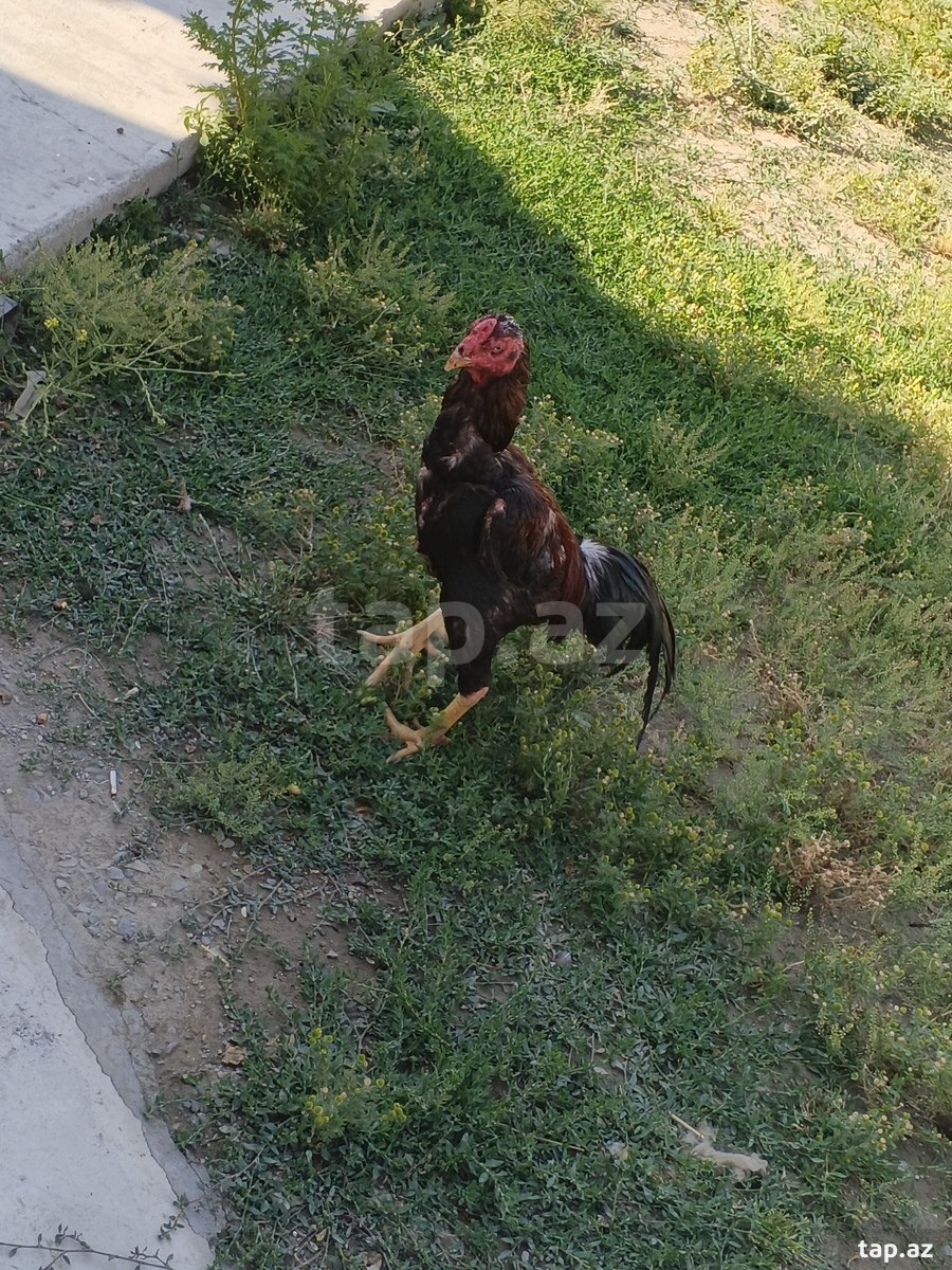 Heyratı xoruzu (3)