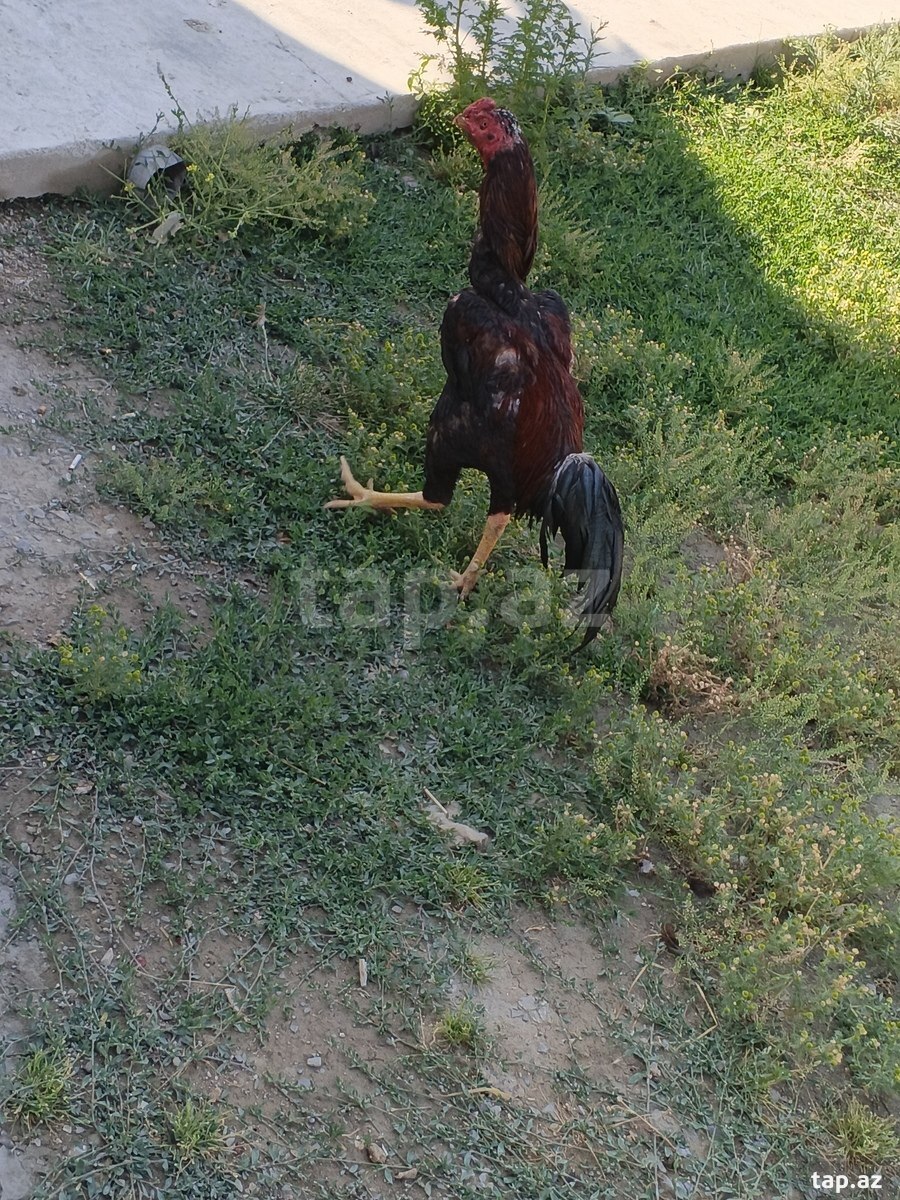 Heyratı xoruzu (2)