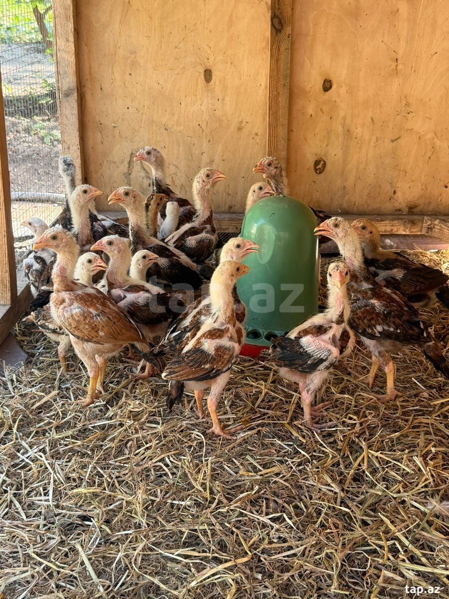 Heyratı cücələri
