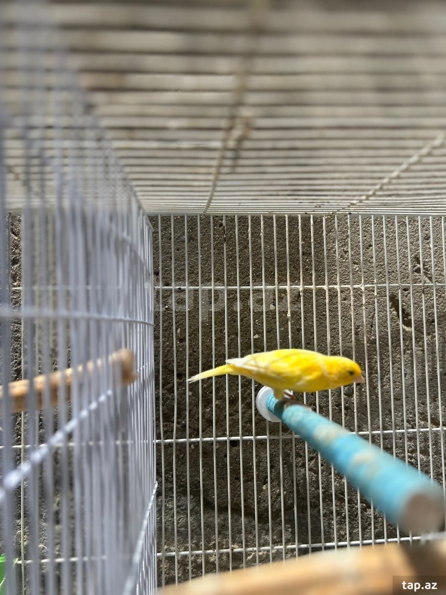 Bülbüllər