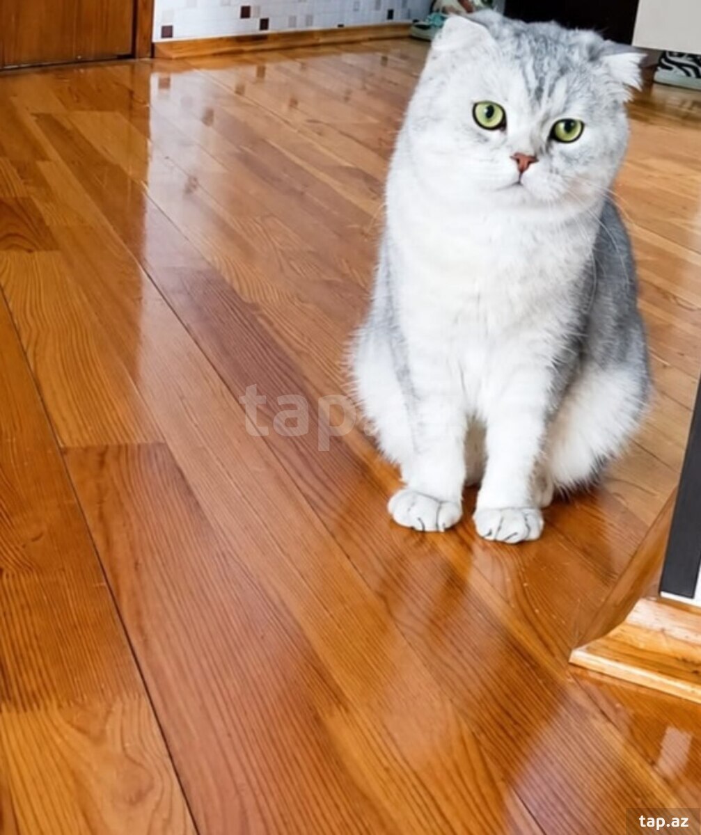 Şotland pişiyi təcili etibarlı əllərə verilir 