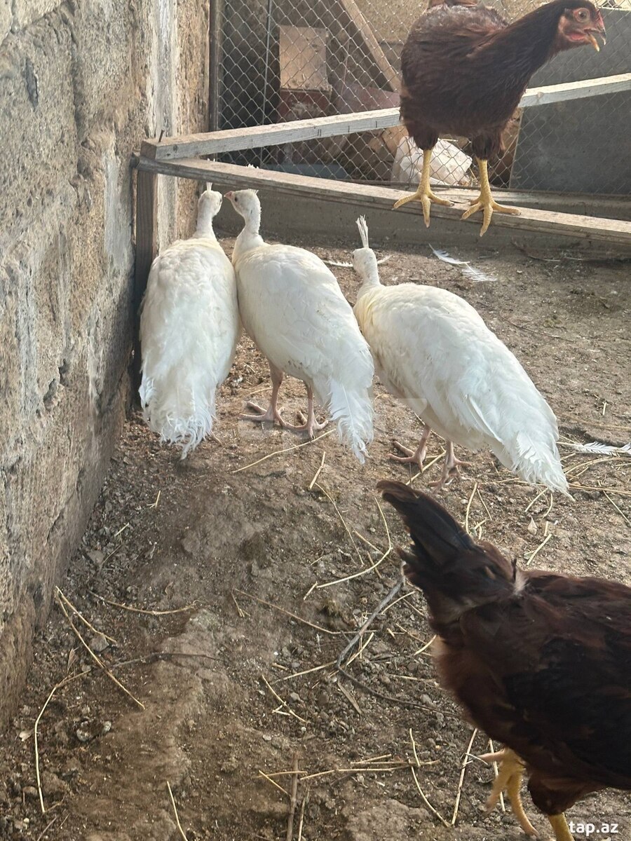 Tovuz quşu balaları