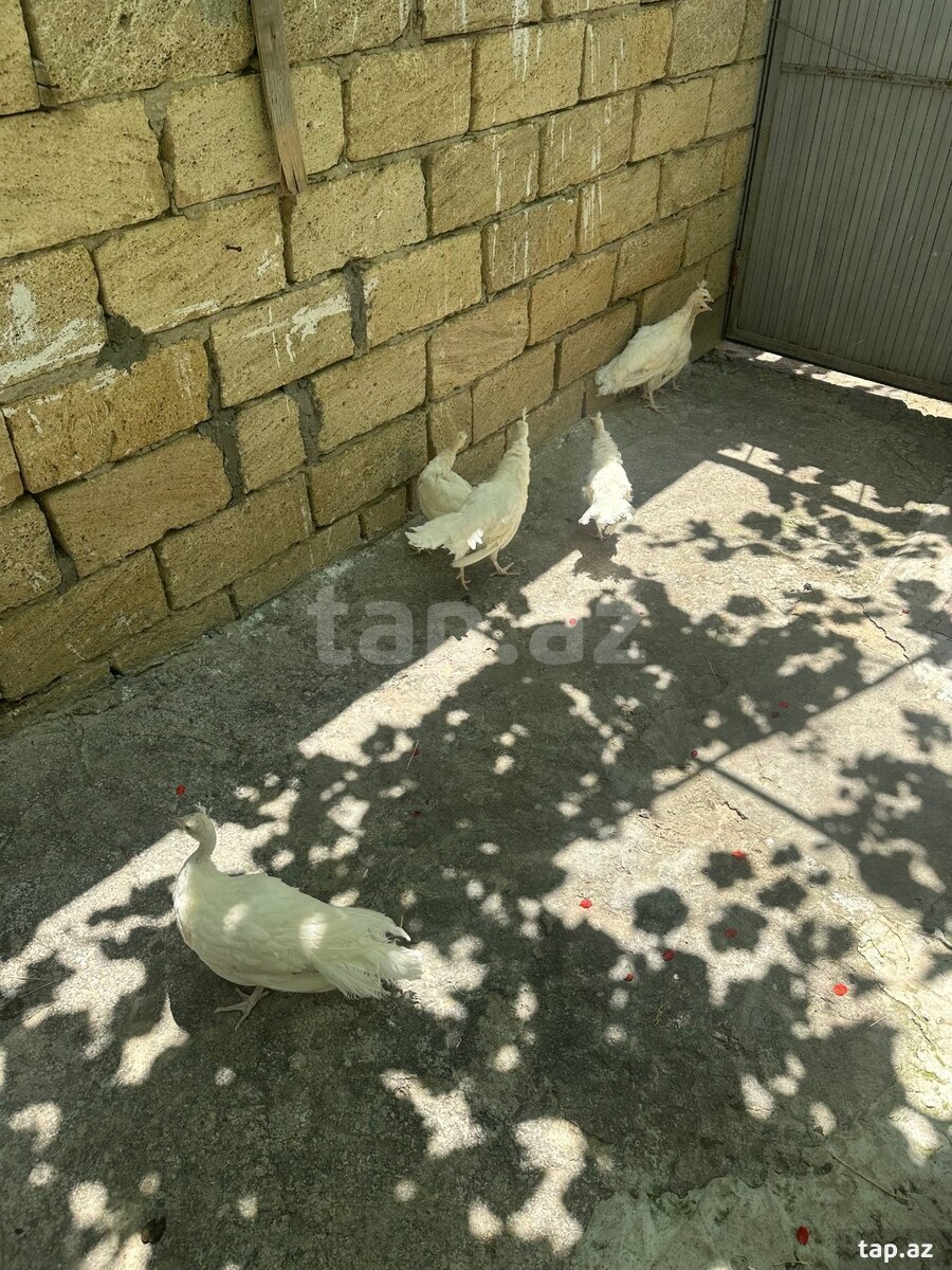 Tovuz quşu balaları (2)