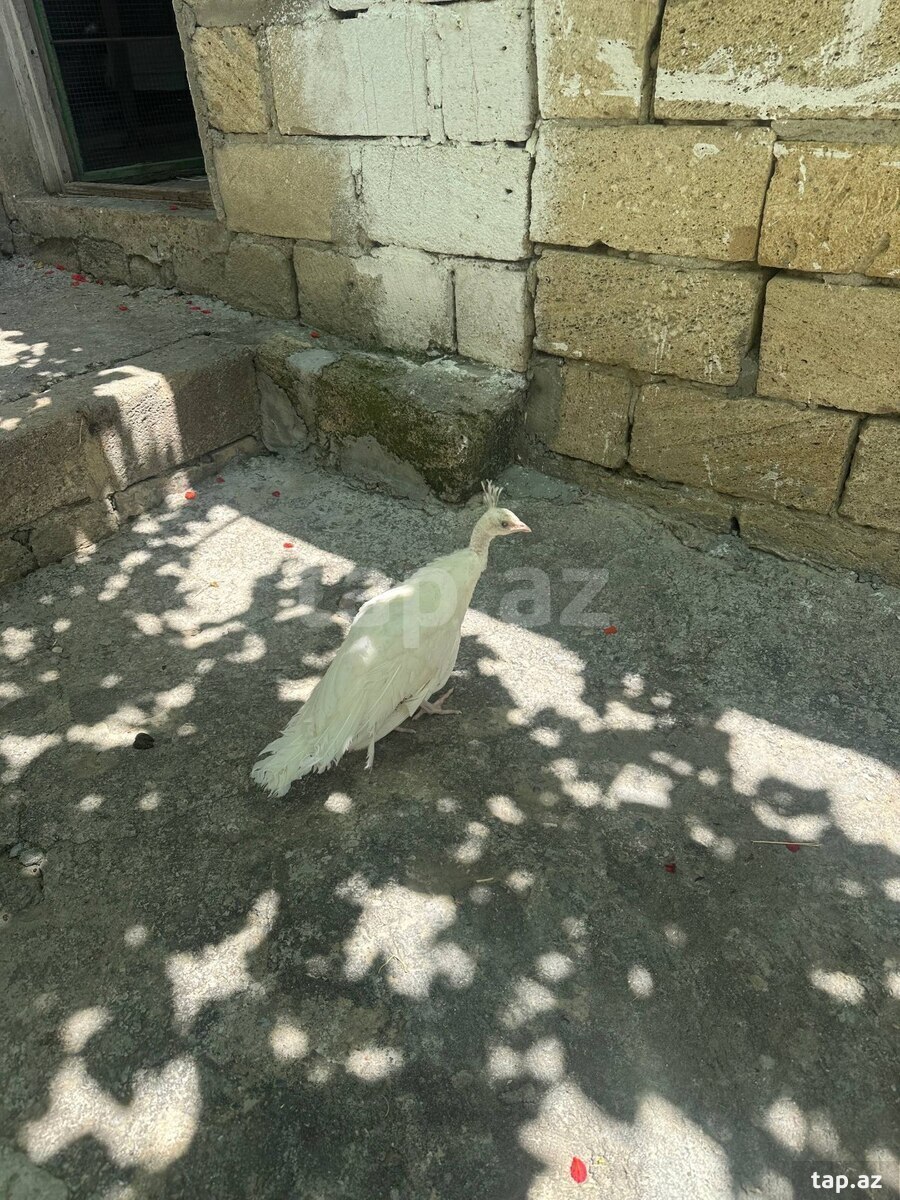 Tovuz quşu balaları (4)