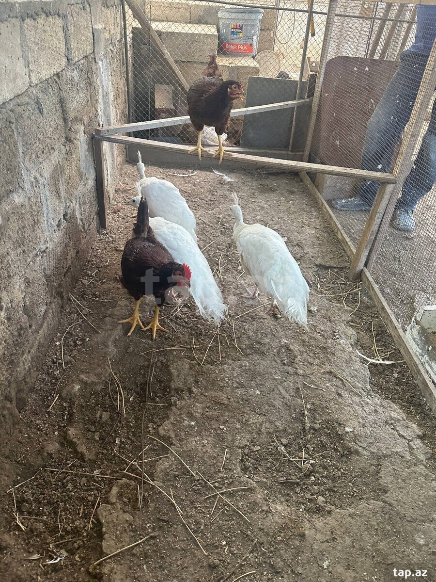 Tovuz quşu balaları (6)