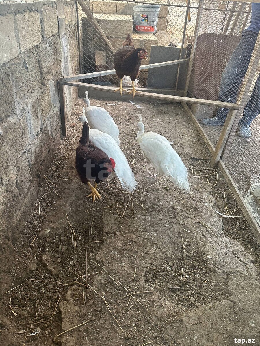 Tovuz quşu balaları (8)