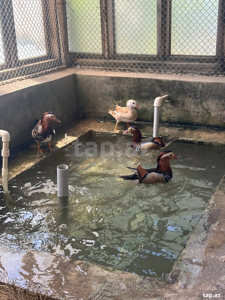 Mandarinka ördəklərı