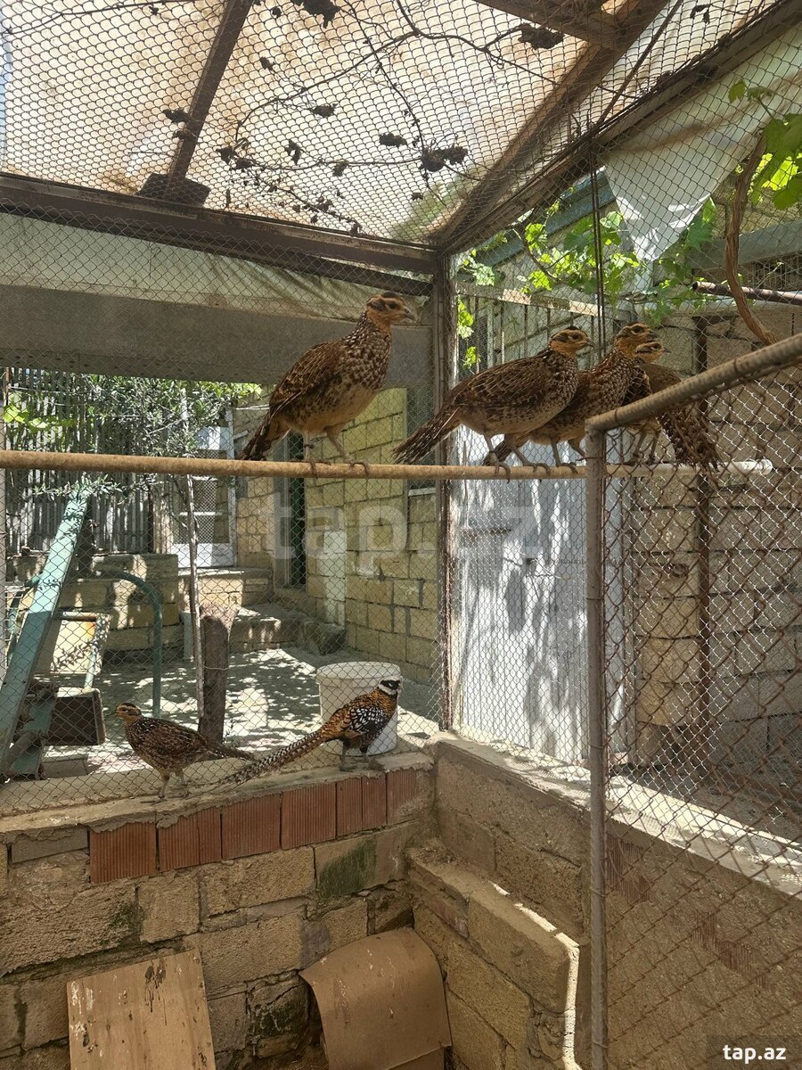 Kral Qırqovul (3)