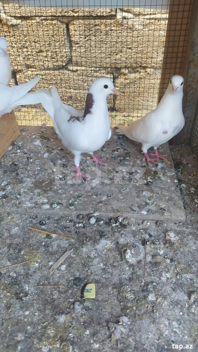 Göyərçinlər (3)