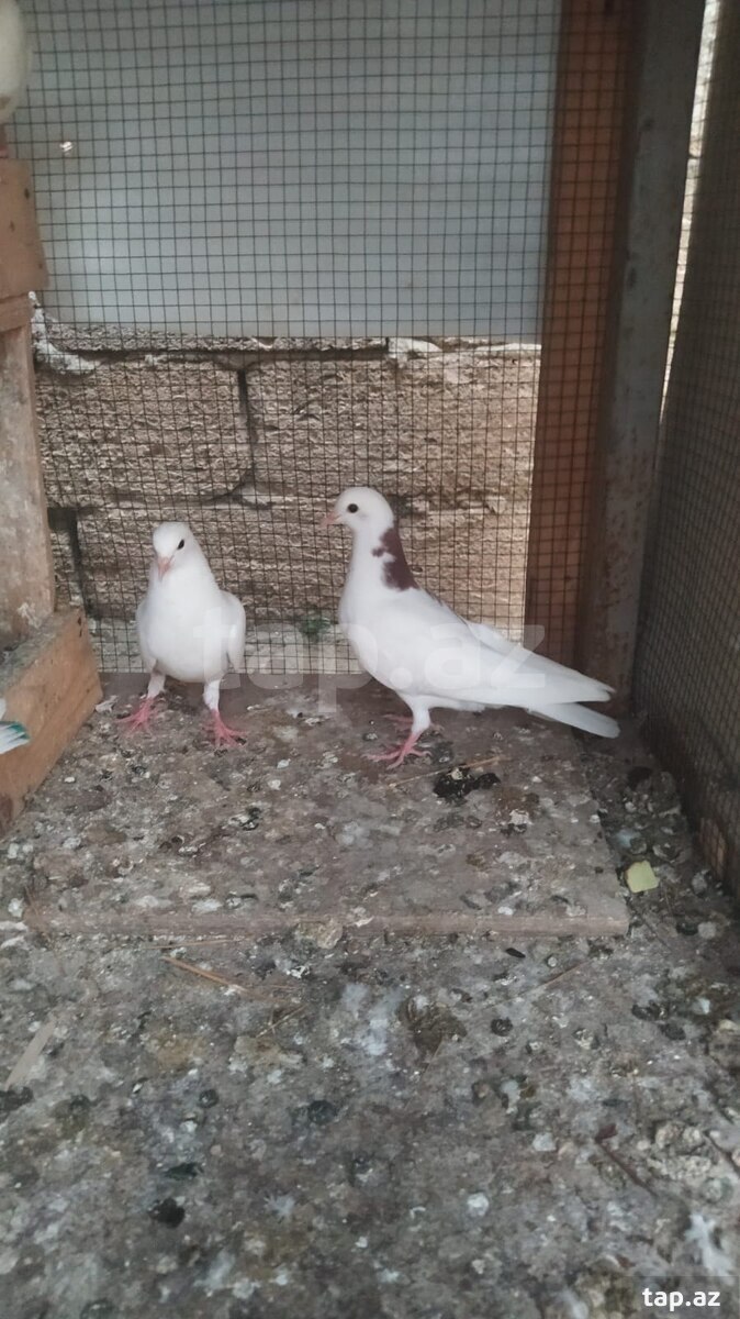 Göyərçinlər (2)