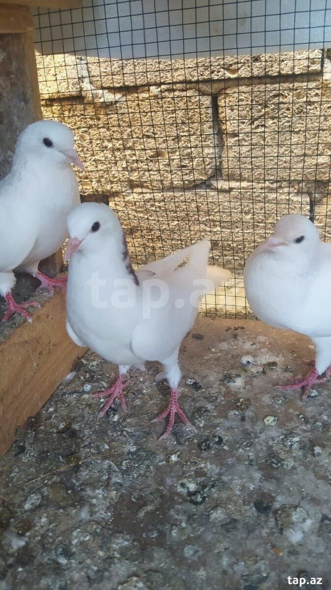 Göyərçinlər