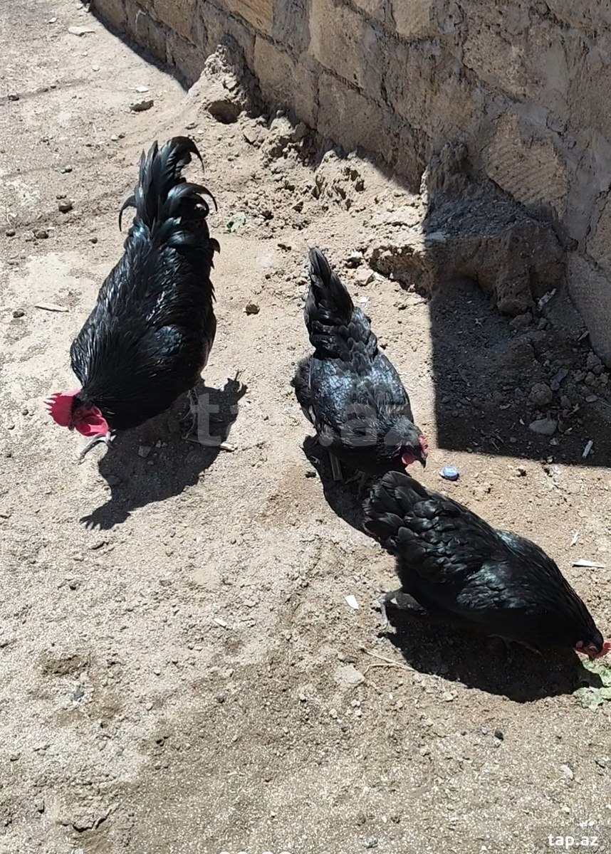 Mayalı amerkan avstralorp yumurtası