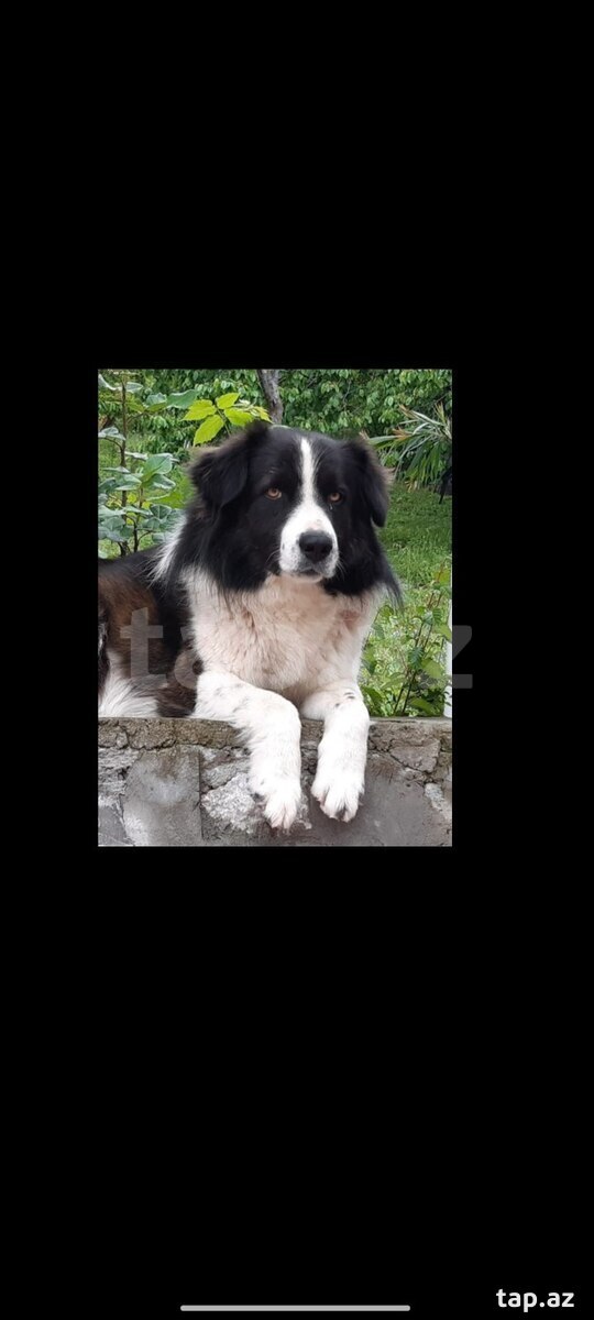 Border Collie itib