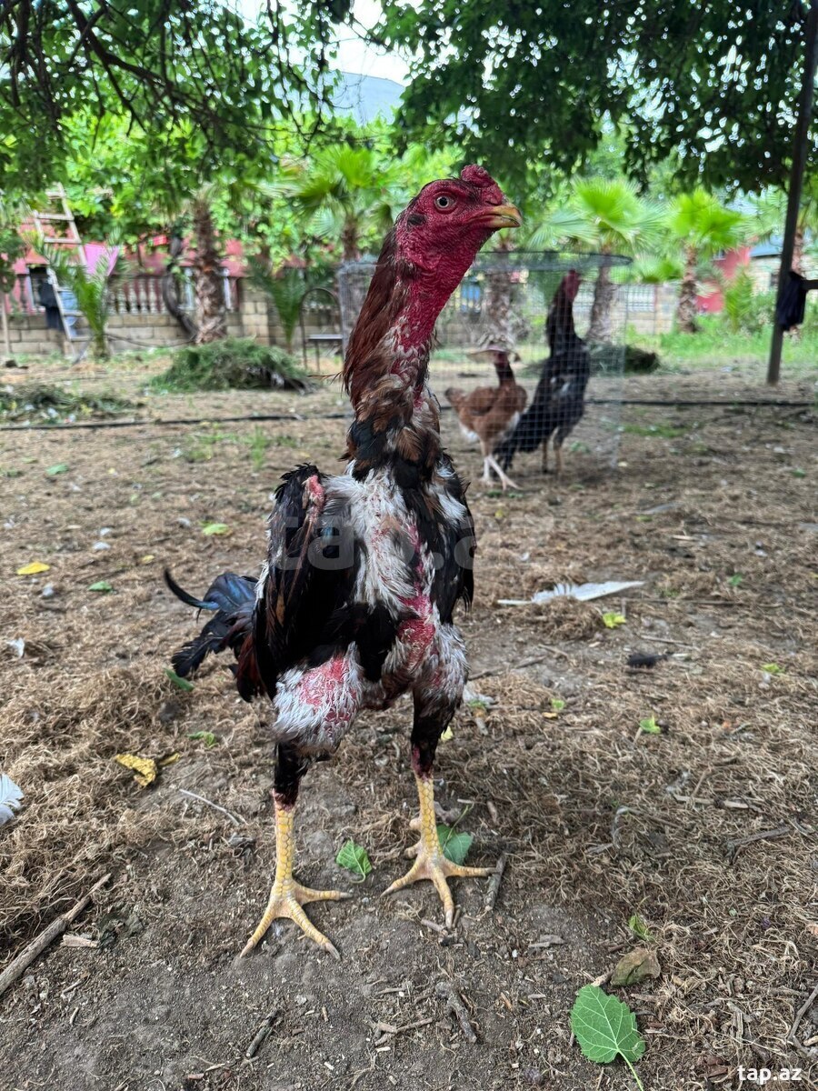 Heyratı xoruz