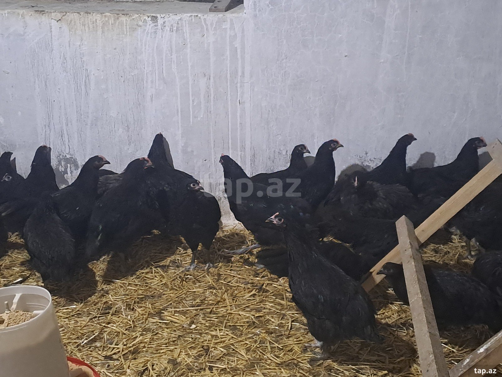 Avstralorp çolpaları (5)