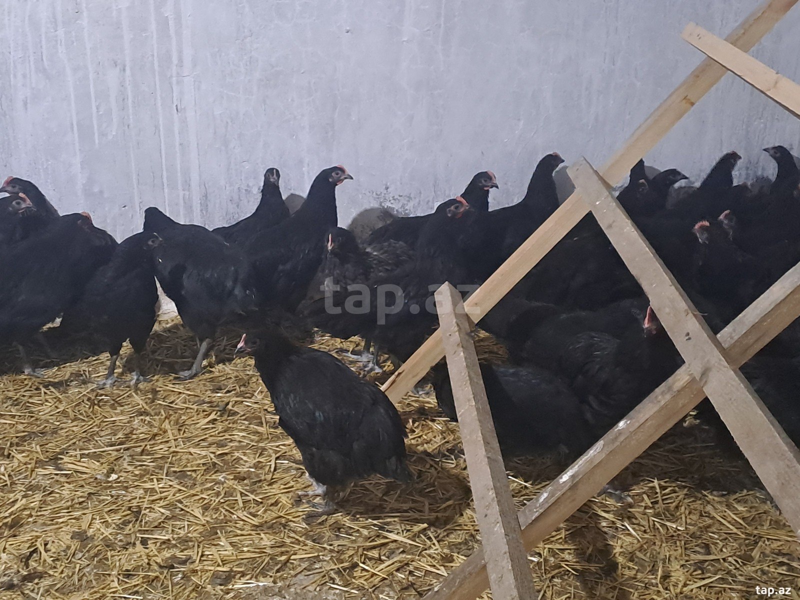 Avstralorp çolpaları (3)