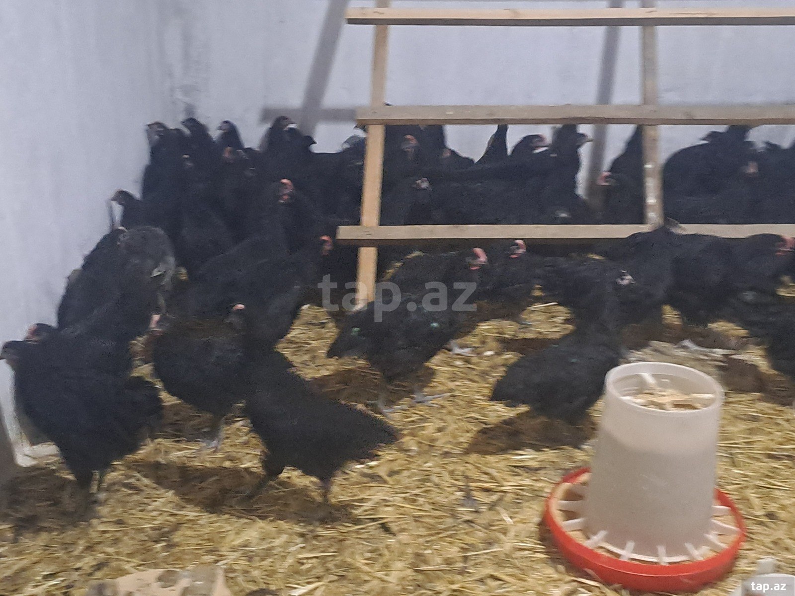 Avstralorp çolpaları