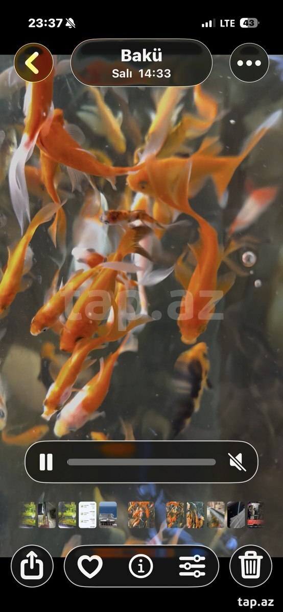 Akvarium və balıqlar (2)