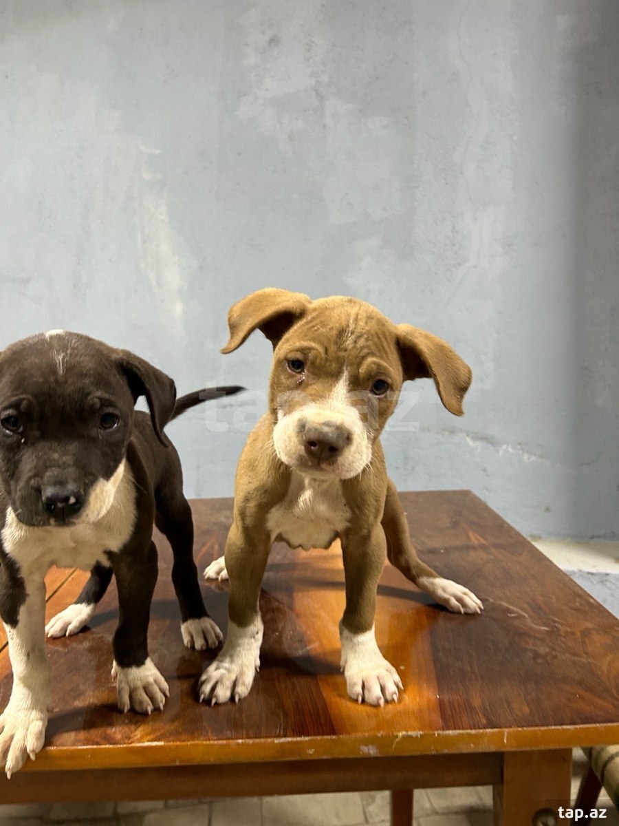 Pitbul (7)