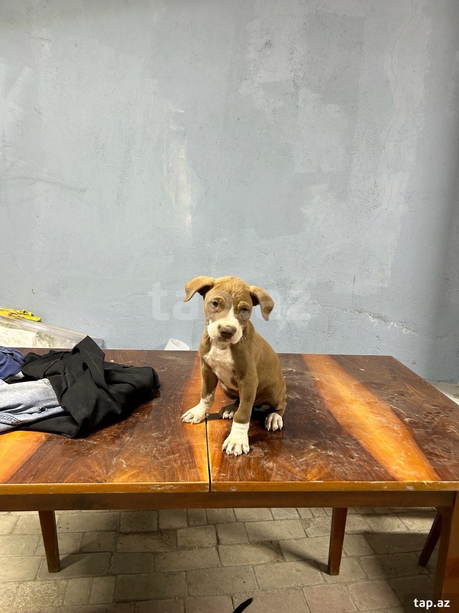 Pitbul (4)