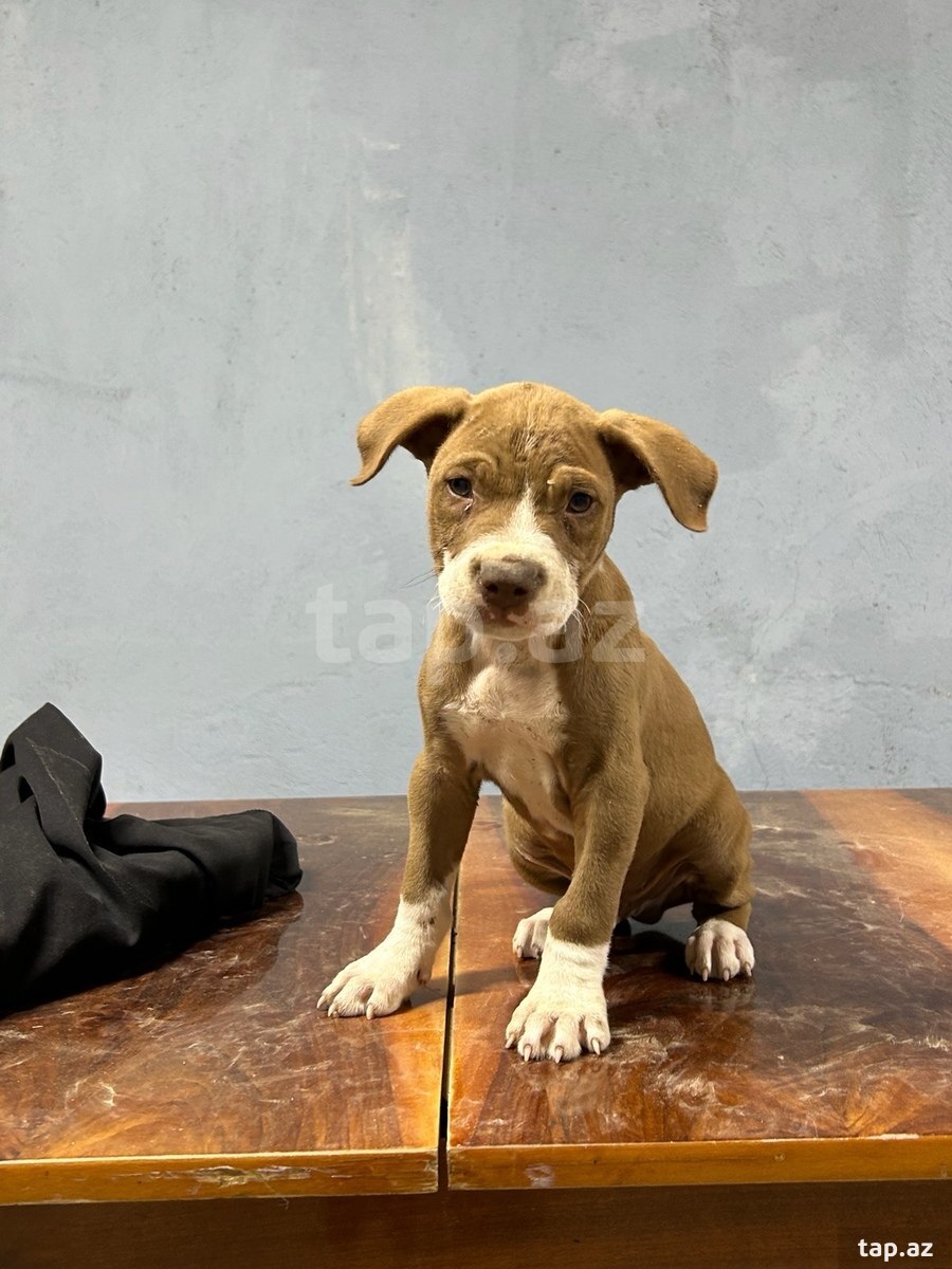 Pitbul (2)