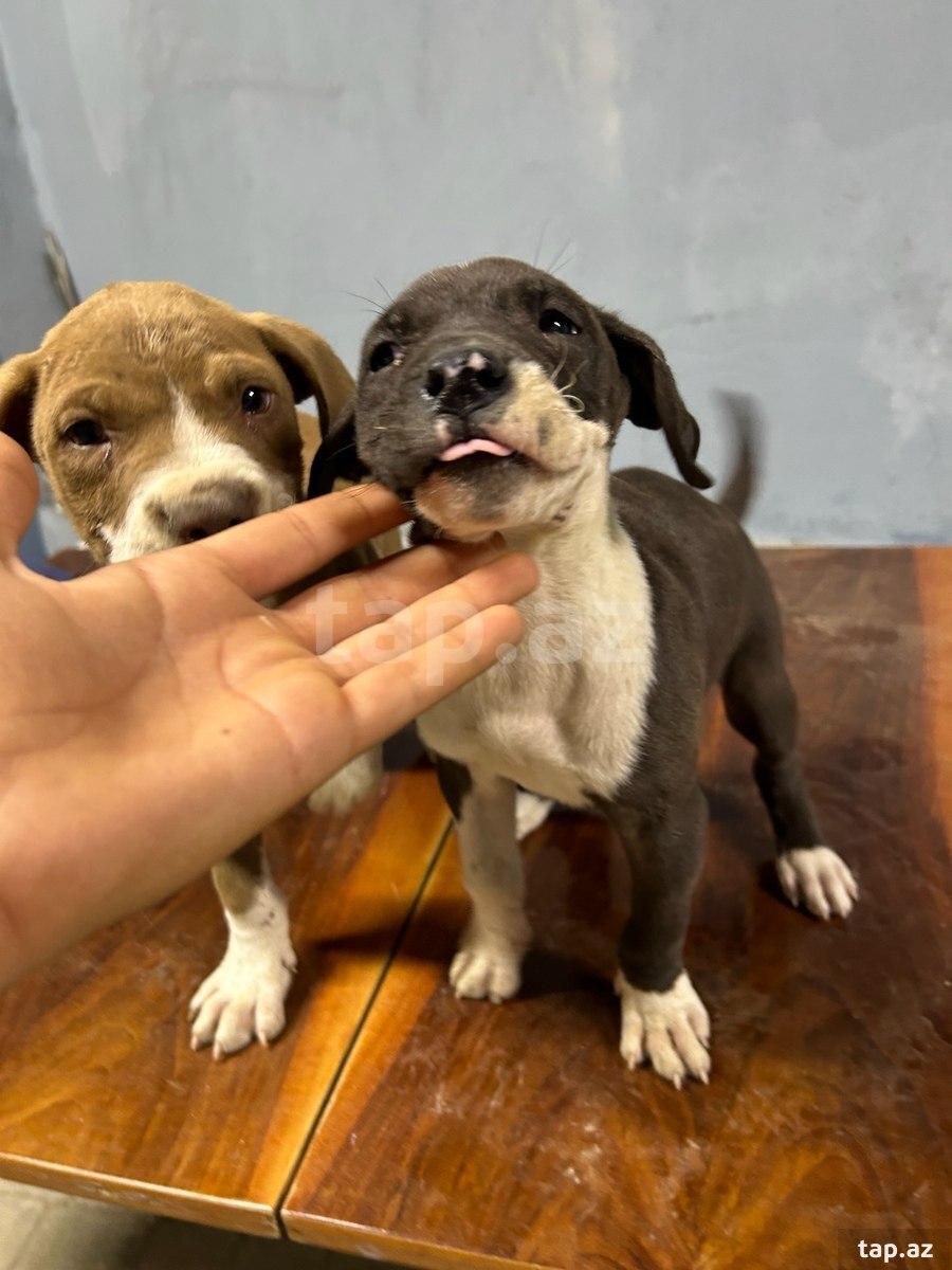 Pitbul (6)