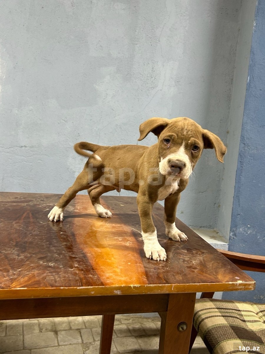 Pitbul (3)