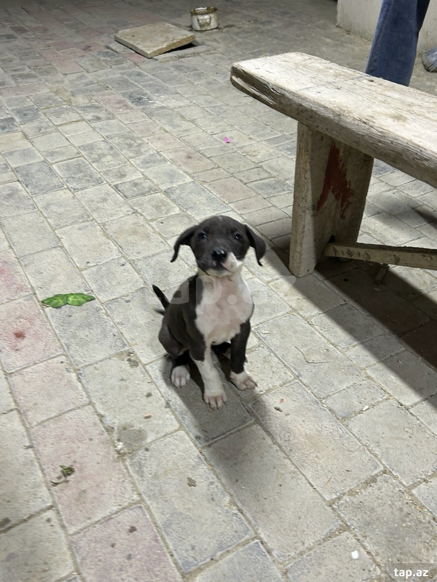 Pitbul (5)