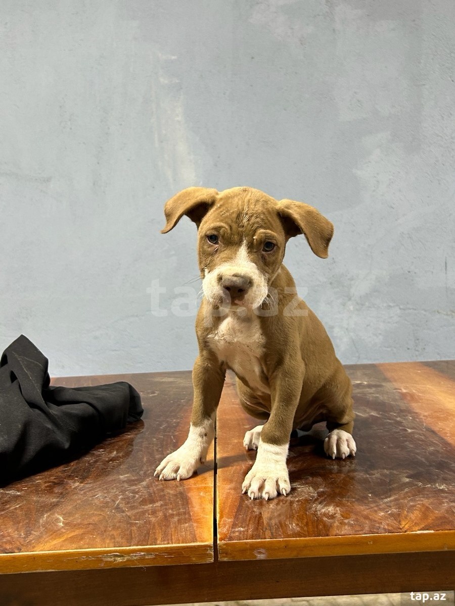 Pitbul