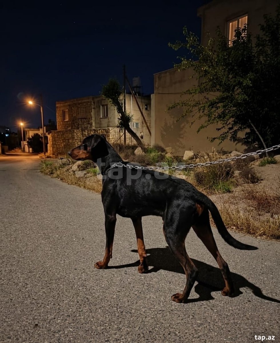 Doberman