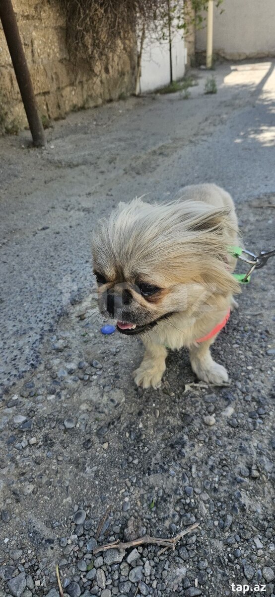 Pekines  (2)