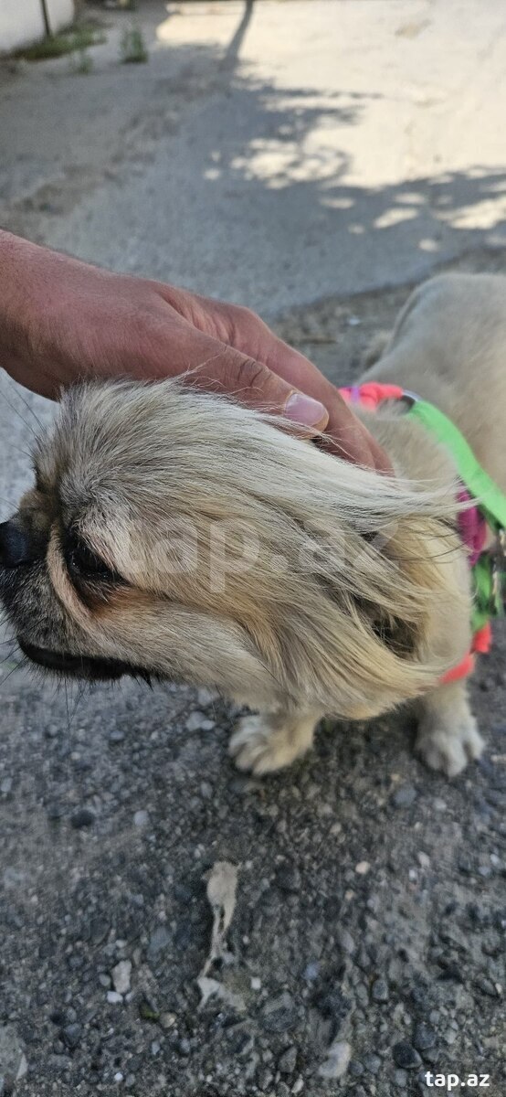 Pekines 
