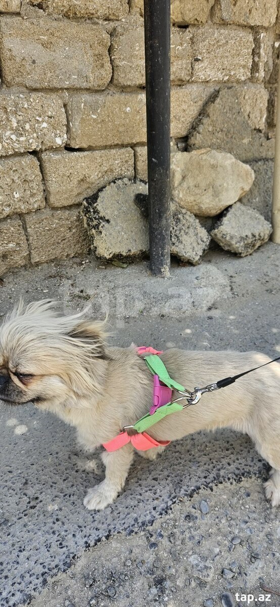 Pekines  (4)