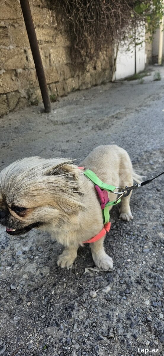 Pekines  (3)