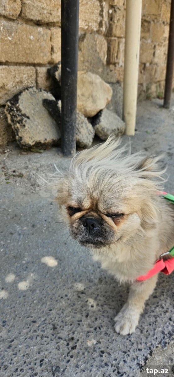Pekines  (5)