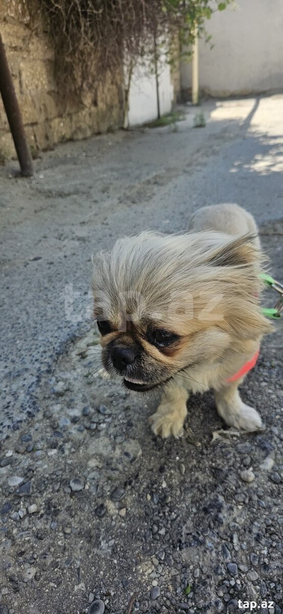 Pekines  (6)