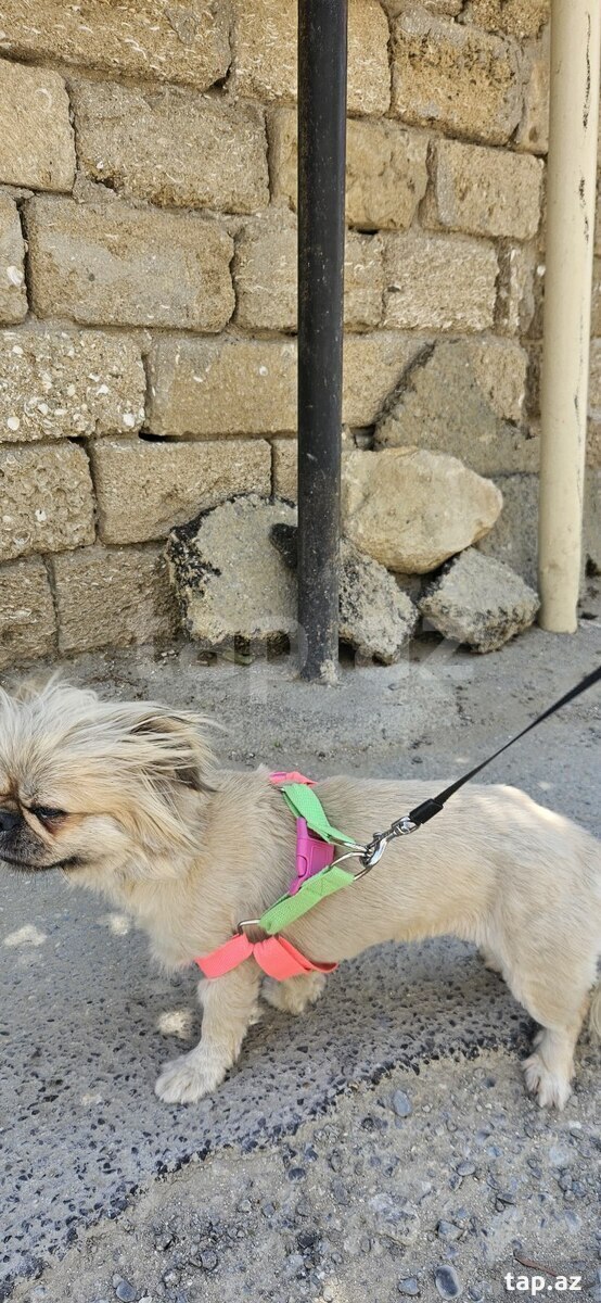 Pekines  (7)