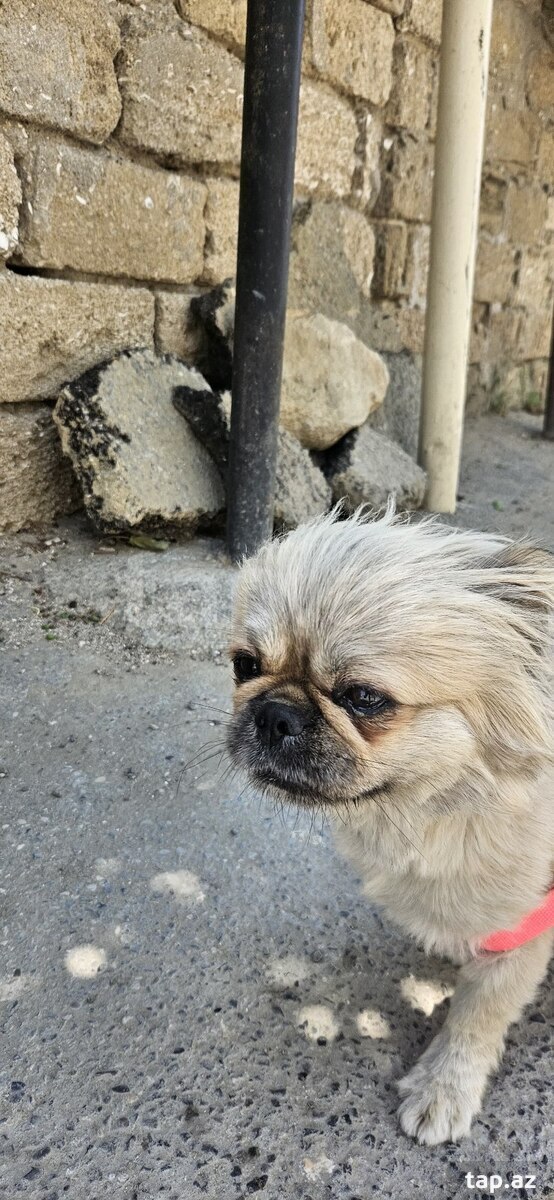 Pekines  (8)