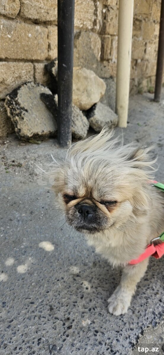 Pekines  (9)