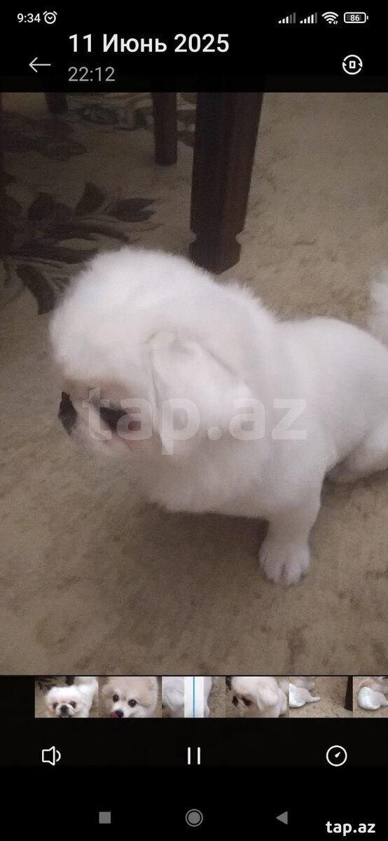 Pekines (Cütləşdirmək üçün) (3)