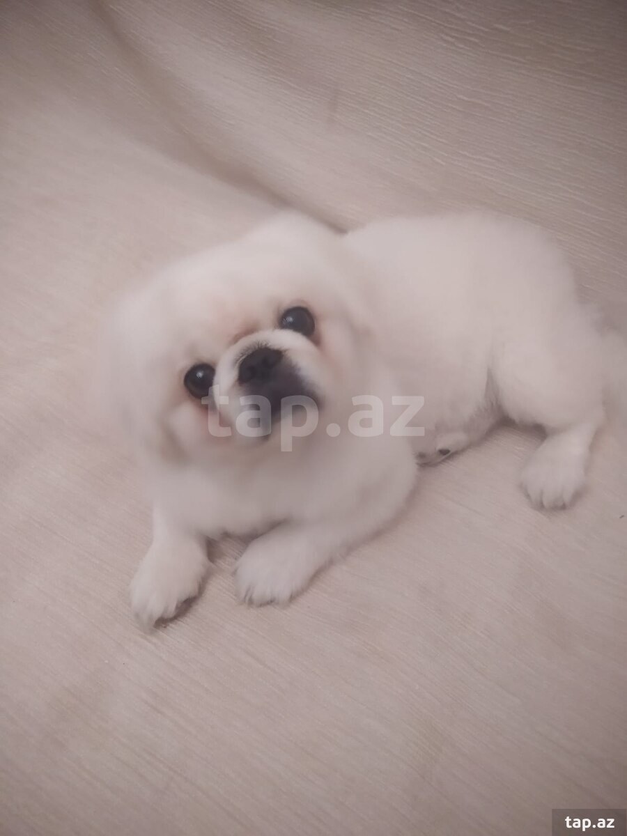 Pekines (Cütləşdirmək üçün)